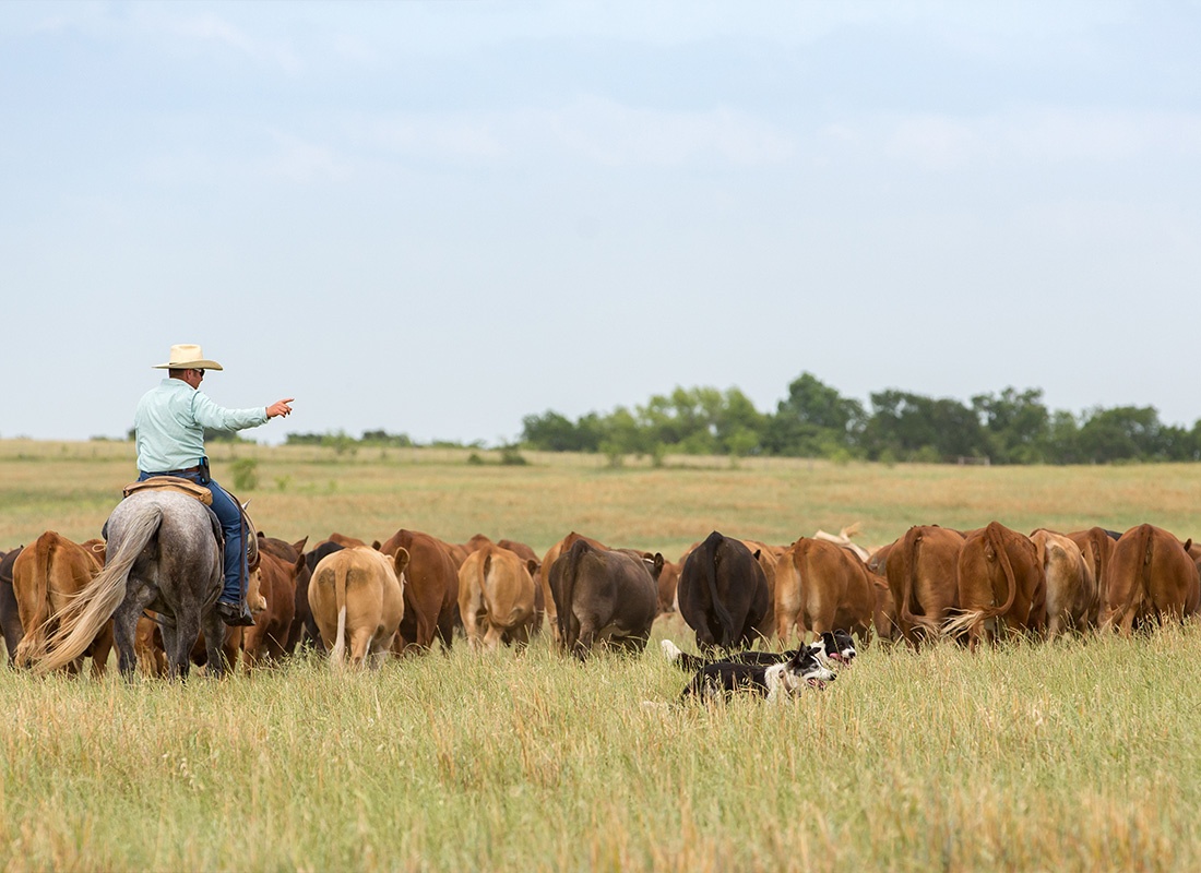 Insurance Solutions - Rancher Moving Cattle With Working Dogs