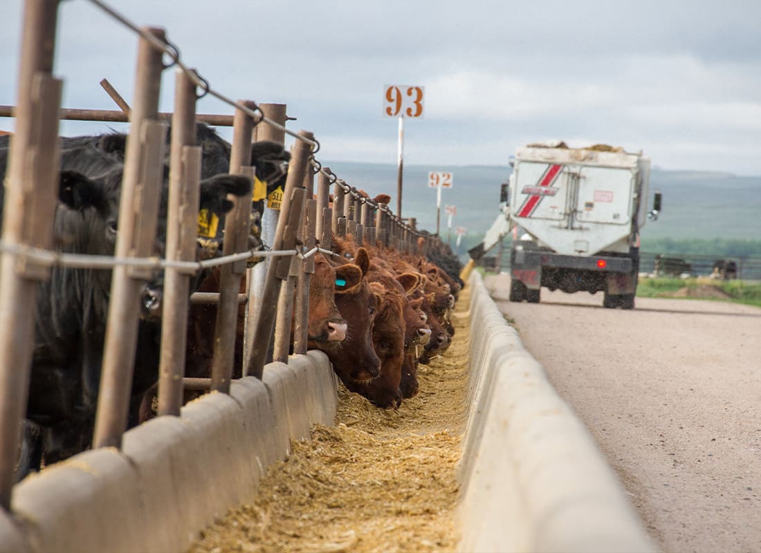 Livestock Mortality Insurance - A Feed Truck Delivers Feed Rations to Cattle in a Feedlot